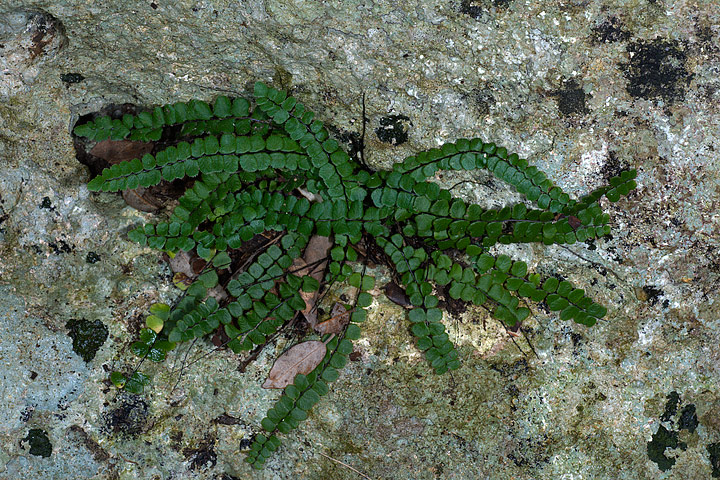 Asplenium trichomanes L. subsp. inexpectans Lovis